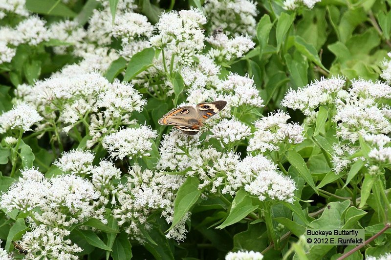 15 Sept-Buckeye.jpg